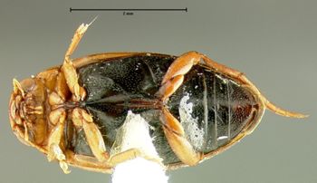 Media type: image;   Entomology 23899 Aspect: habitus ventral view